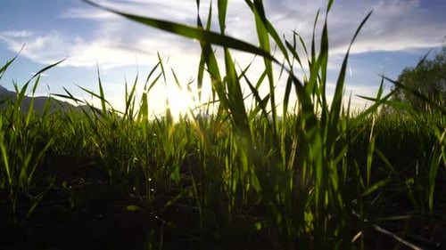 Gras und Sonne