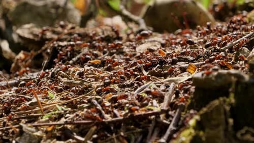 Trabalho em equipe do Redwood Ants em ação — resumo do esforço coletivo e do trabalho árduo