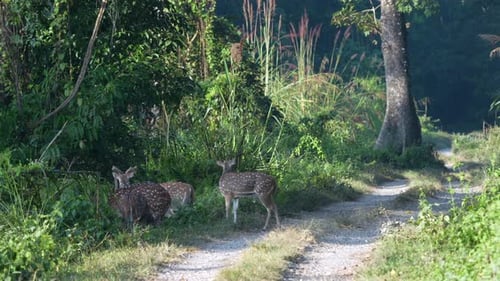 Eine kleine Herde Fleckhirsche auf einer unbefestigten Straße in der Morgensonne im Chitwan-Nationalpark in Nepal