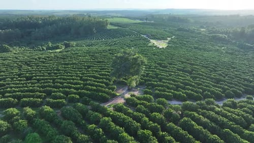 Sunset Skyline at Rural Landscape in Countryside Brazil.