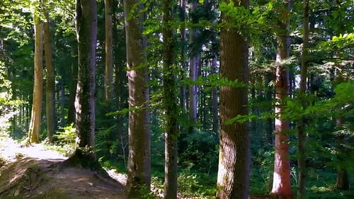 un Drone vole à reculons dans la forêt et passe au-dessus d'un petit ruisseau