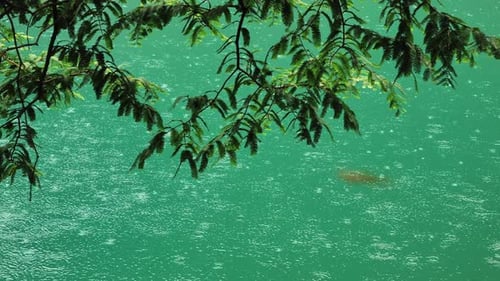 Raindrops Create Rippling Patterns on a Tranquil Pond