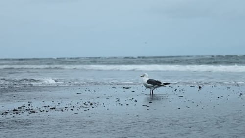 Beautiful view of seagull walking on sand on background of sea waves. Clip. Seagull walks along