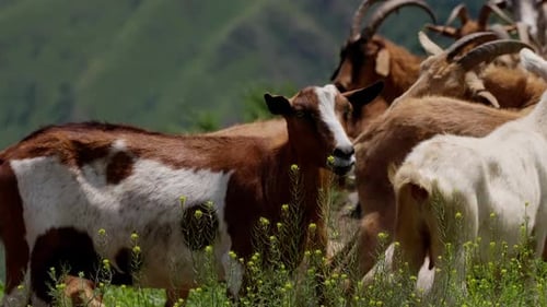 Goat Herd Grazing in Lush Green Pasture