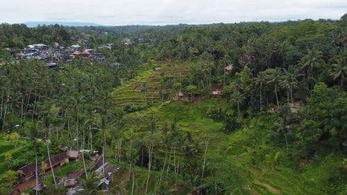 Aerial Landscape of the Rice Fields and Rice Terrace on the Island Bali in Indonesia Drone Flight