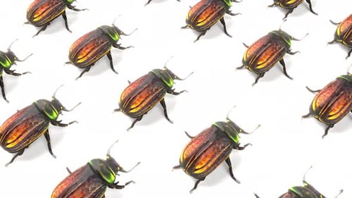3D Bug Pattern Simply Animation for White Bg