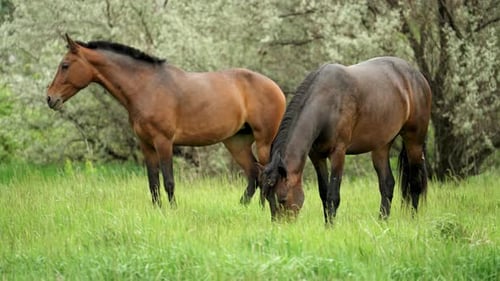 Zwei Pferde grasen friedlich auf einer grünen Wiese