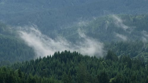 Treetops in the distance in the Allgäu Alps in Bavaria, Germany in cloudy weather.