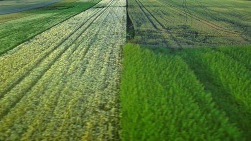 Golden wheat field harvested on a sunny day aerial view of rural farmland