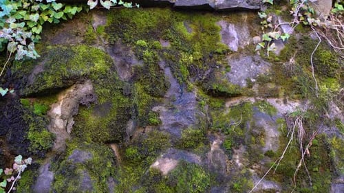 Green moss on a rock texture background 4K