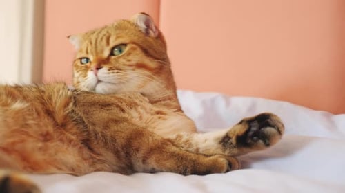 Eine süße orangefarbene Katze liegt auf einem Bett und pflegt sorgfältig ihre Pfoten