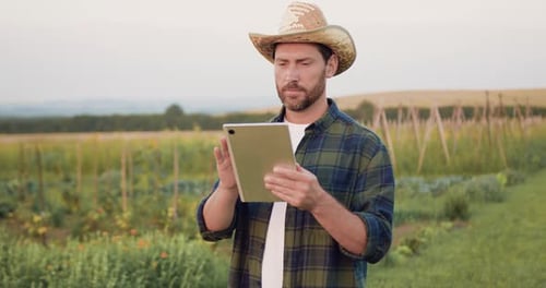 Bearded man farmer in straw hat controls using a digital tablet to access modern technologies and op