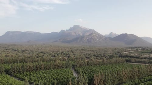 Agriculture: Flyover mixed citrus orchard toward Mariepskop mountain