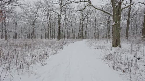 A beautiful walk through the winter forest. Trees, branches and bushes in the snow. Snow everywhere.