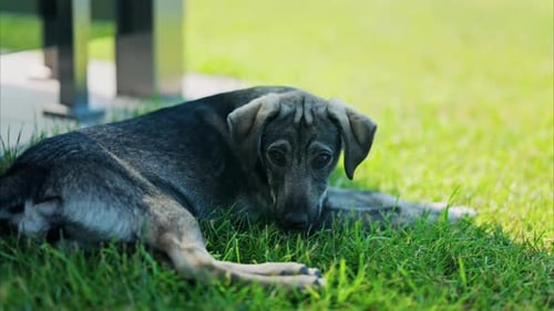 Close up of a black and brown, stray dog lying on the grass in a park