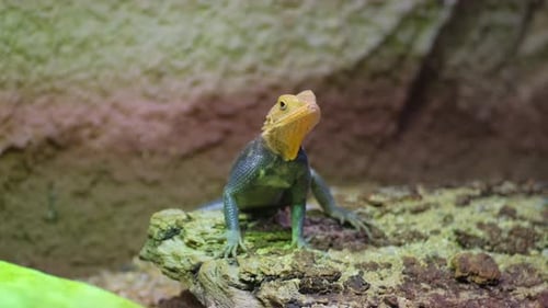 A Vibrant Lizard with a Yellow Head Rests on a Rock in a Terrarium