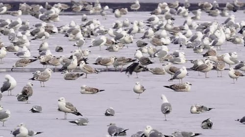 Dissimilar bird takes flight amid flock of seagulls on frozen lake