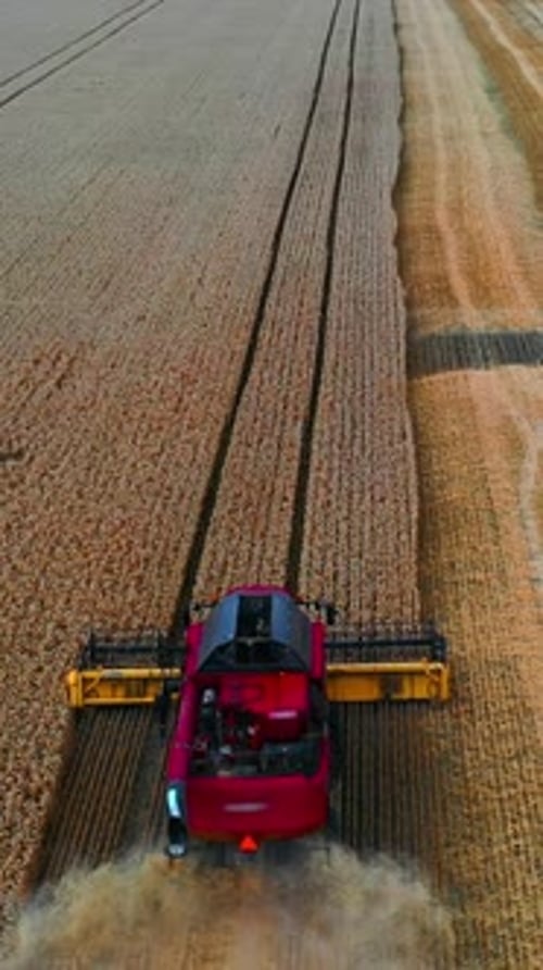 Red harvesting machine harvests crop in endless field. Dry wheat in field.