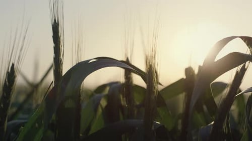 Calm View Wheat Spikelets Ripening Under Bright Sunbeams Evening Time Close Up