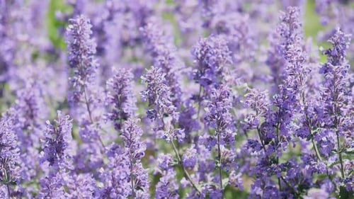 Fondo de flores de hierba gatera en verano