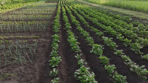 Slow motion shot while moving camera right to left alongside row of red beetroots or chard growing
