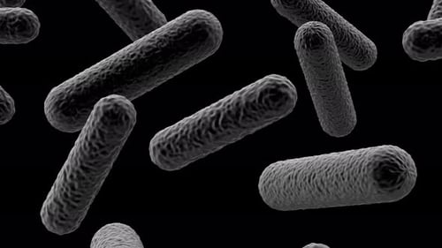 Rod Shaped Bacteria 01