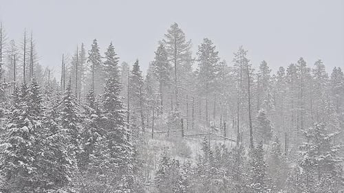 Langsames Herauszoomen schneebedeckter Fichten während eines Schneesturms