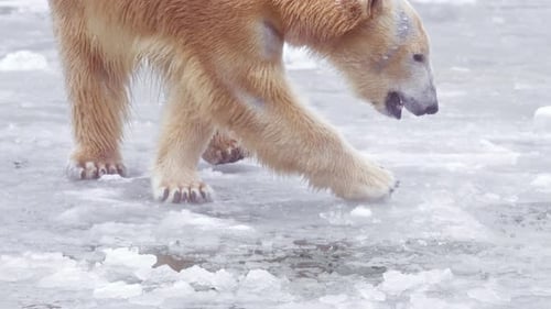 Slow Motion 120 Fps Video of Female Polar Bear and Her Polar Bear Cub in Nature Landscape Near Cold