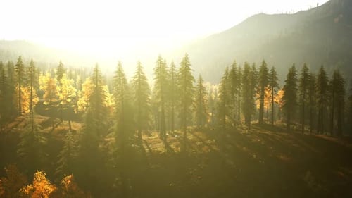 Colorful Evergreen Forest in the Hills at Dusk