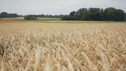 Gold wheat or rye ready for harvest, swaying in the wind, agricultury field, beauty of countryside,