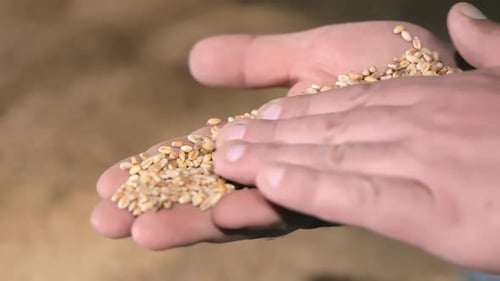 Hand Holding Wheat Grains Closeup View of a Hand Holding a Handful of Wheat Grains