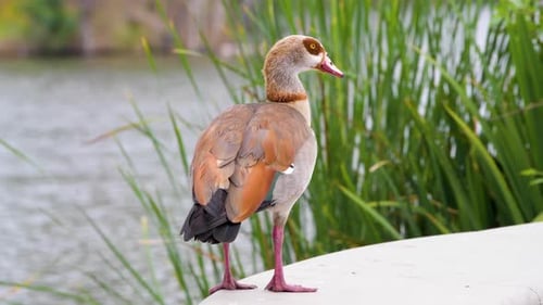 An Egyptian Goose in the Sepulveda Wildlife Reserve