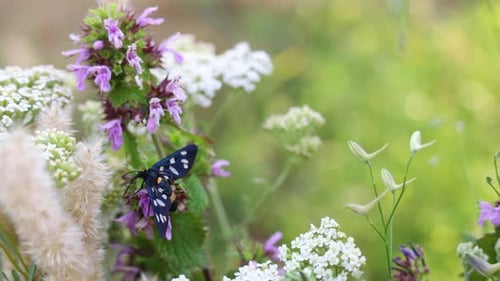 Mariposa en una flor 2