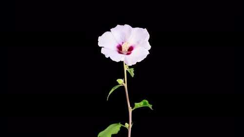 Hibiscus Flower Blooming Time Lapse on Black Background