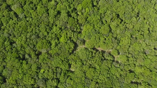 Luftaufnahmen eines dichten slowenischen Bergwaldes.