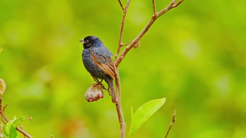 Colorful bird perched peacefully on a branch in lush Aucallama, Peru nature