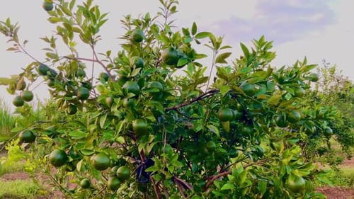Orange trees bear heavy and fresh fruit
