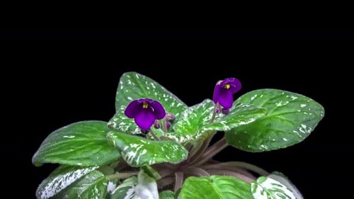 Violet Flower Time lapse - 2K