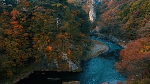 a vertical view of the autumn trees with colorful leaves in the forest