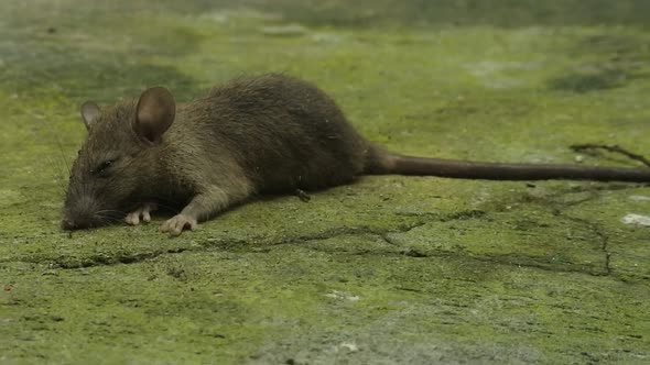 dead rat poisoned video. house and garden pests. dead rodent poisoned ...