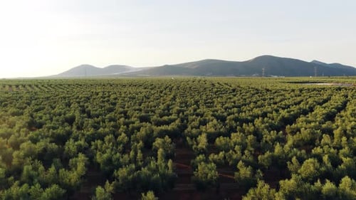 Drohne fliegt rückwärts über Olivenbaumplantage