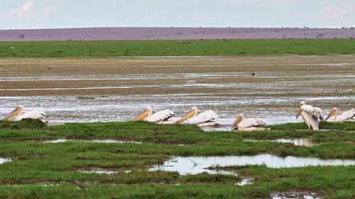Pelicans Resting Peacefully in Sunny Tropical Wetland