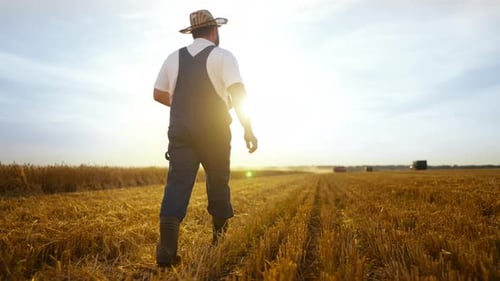 Agriculture and Agronomy Farmer Walking on Mown Fields Admiring Landscape Back View of Professional