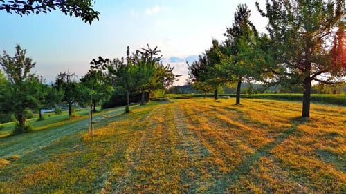Des arbres fruitiers poussent dans un jardin rural entouré de champs et de prairies à la campagne
