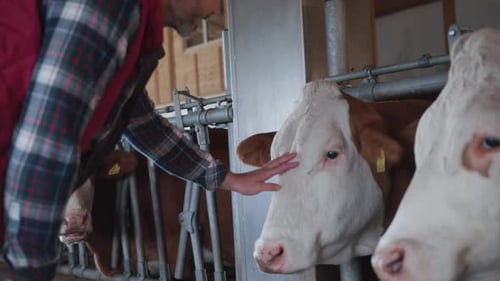 Middleaged Man in Checkered Shirt Stroking Cows on the Farm Agriculture and Animal Farm Concept