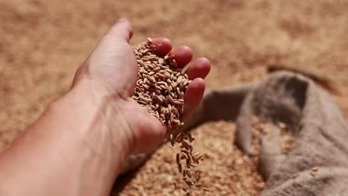 Hand Holding Grain in Rural Agricultural Setting