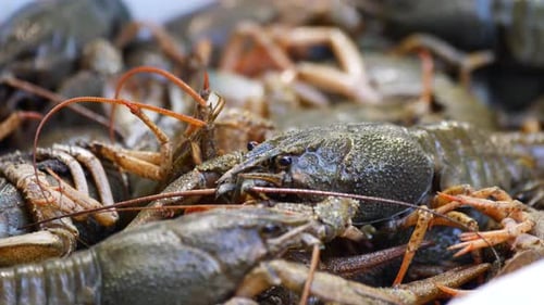 Live Crawfish Seafood Macro Close Up