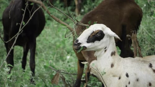 Goat's Grazing - A Whimsical Wildlife Moment