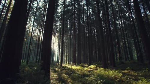 Sunlight Filtering Through a Pine Forest