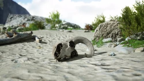 A Close Up of a Animal Skull on a Beach